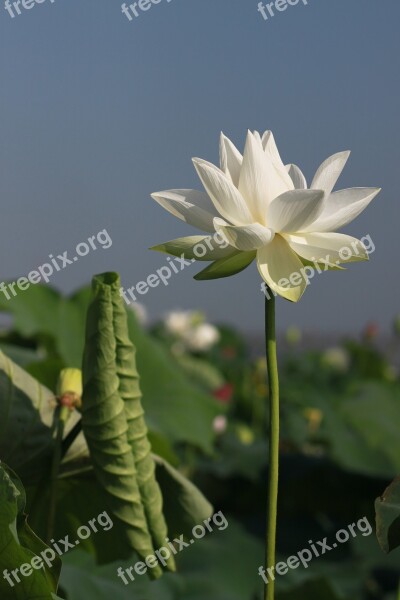 Kite Lotus Nature Flowers Water Lilies