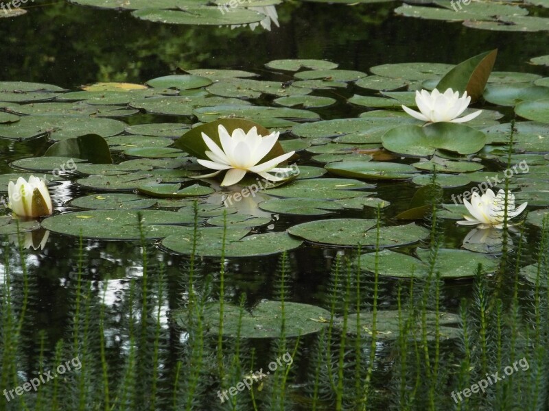 Water Water Lilies Green Free Photos