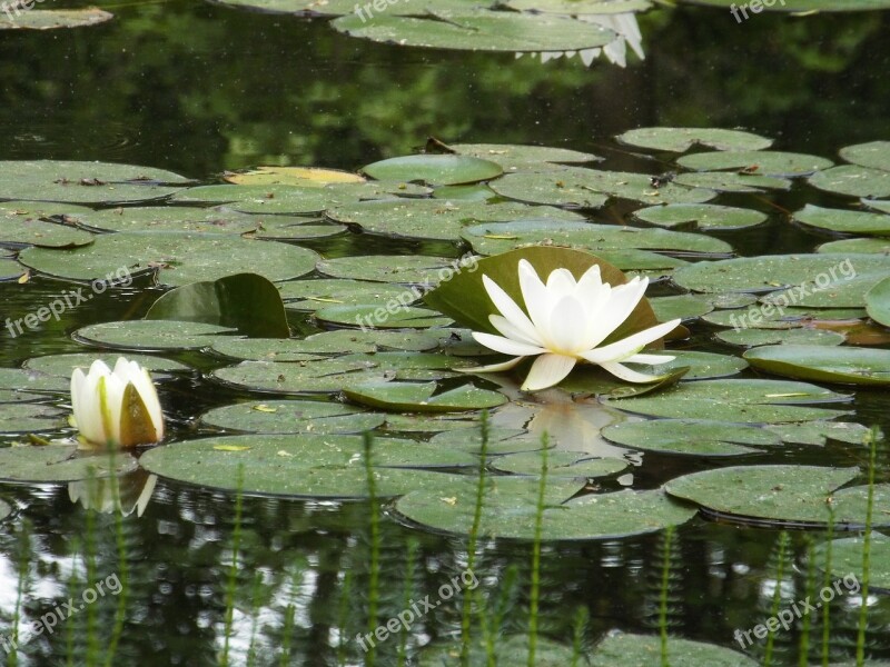 Water Lilies Water Nature Free Photos