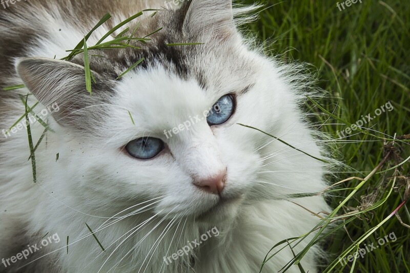 Cat Feline European Cat Blue Eyes Domestic Animal