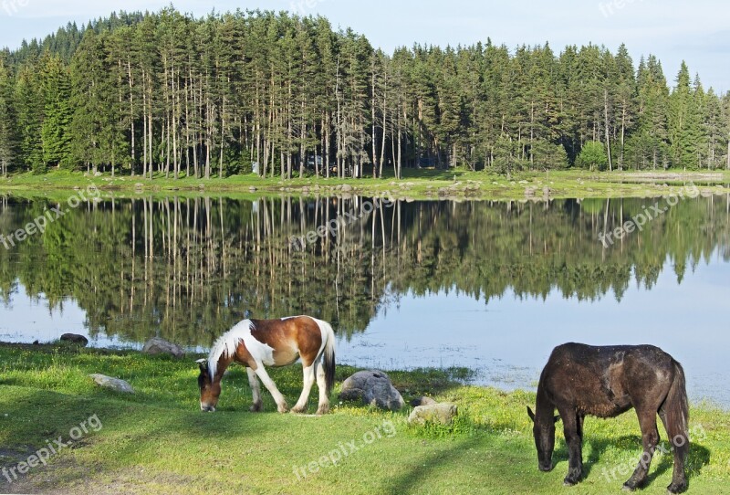 Paint Horse Horse Horses Lake Reflection