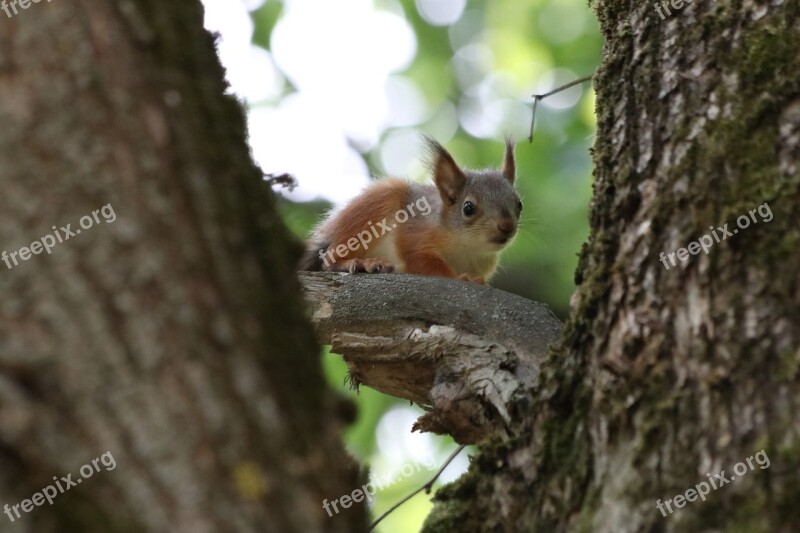 Squirrel Little Tree Wildlife Photography Free Photos