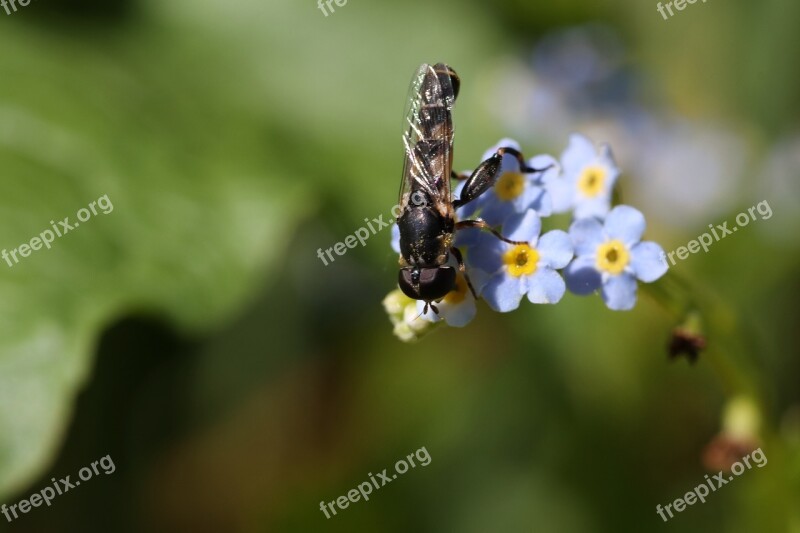 Forget-me-not Insect Macro Little Spring