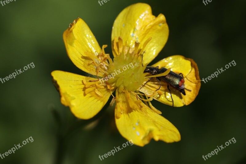 Buttercup Beetle Little Yellow Summer