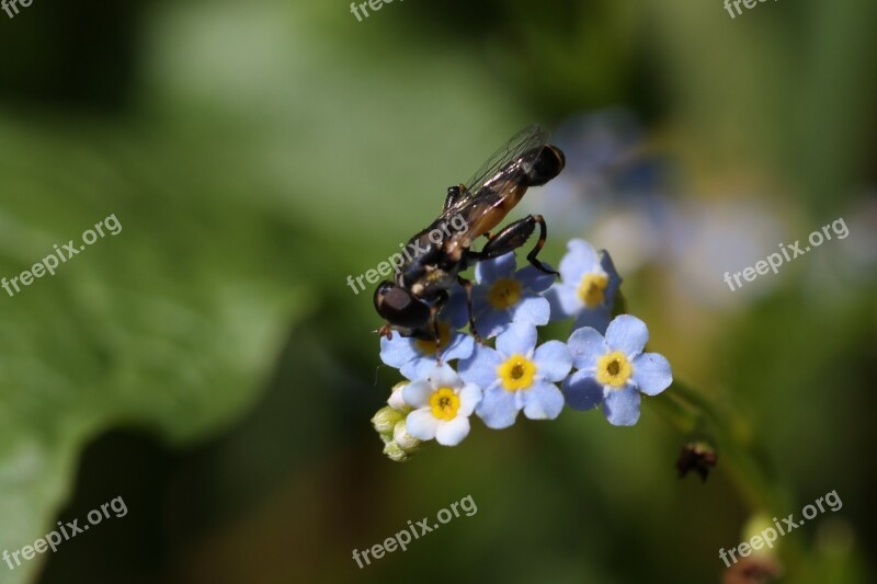 Forget-me-not Fly Macro Little Insect