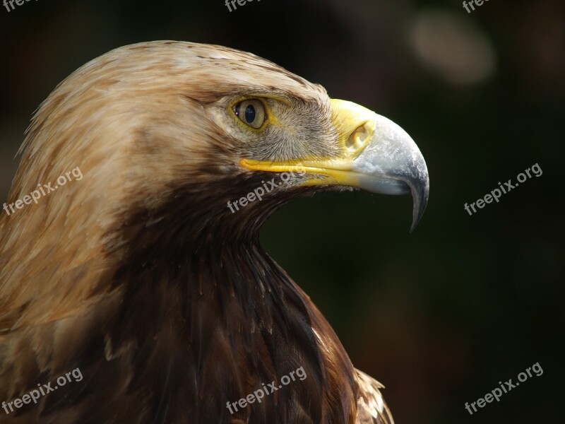 Steenarend Animals Bird Nature Bird Of Prey