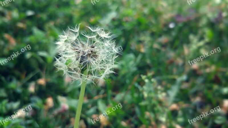 Dandelion Ankara Flower Macro Youth Park