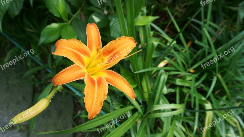 Hex Flowers Orange Beautiful Park