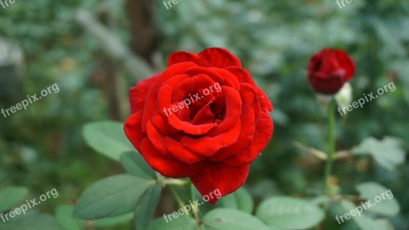 Red Rose Flowers Outdoor Plant