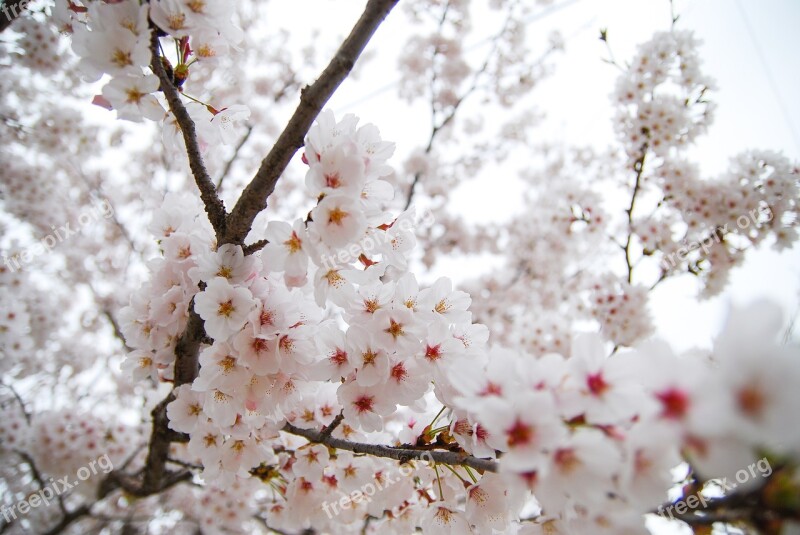 Republic Of Korea Cherry Blossom Spring Flowers Season