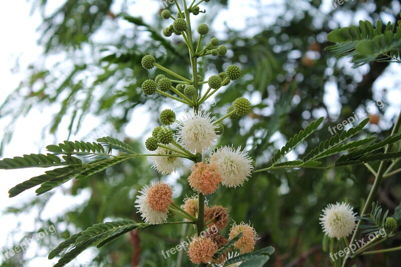 Levkina Siz Legumes Shrub Tree Fruit