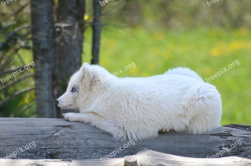 Arctic Fox Habitat Natural Young