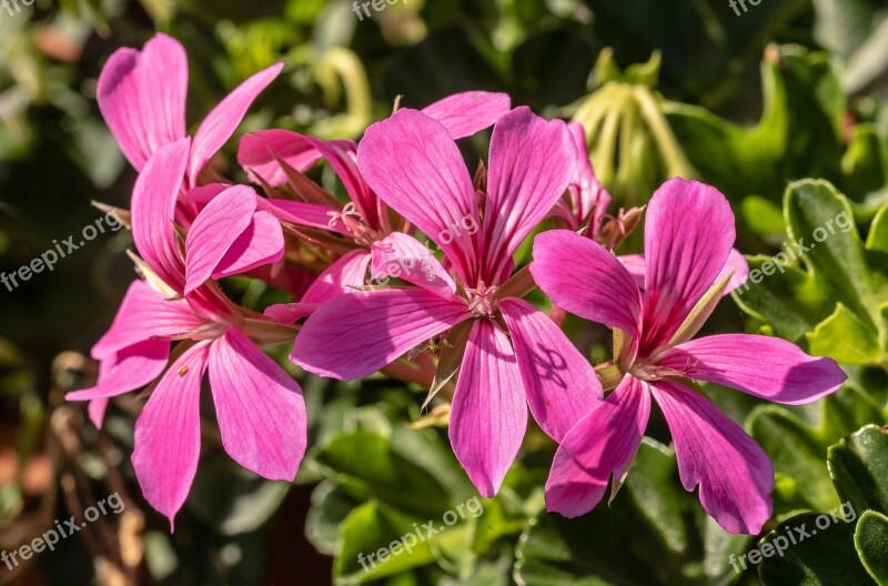 Geranium Slope Geranien Flowers Balcony Plant Container Plant