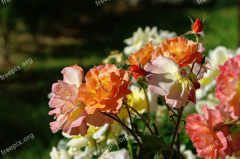 Receipts Roses Composition Tea Rose Petals