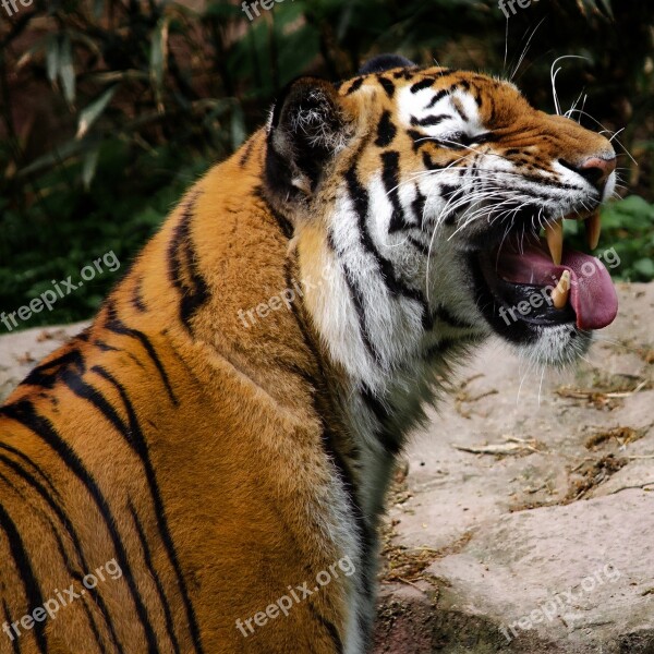 Tiger Big Cat Predator Animal Cat