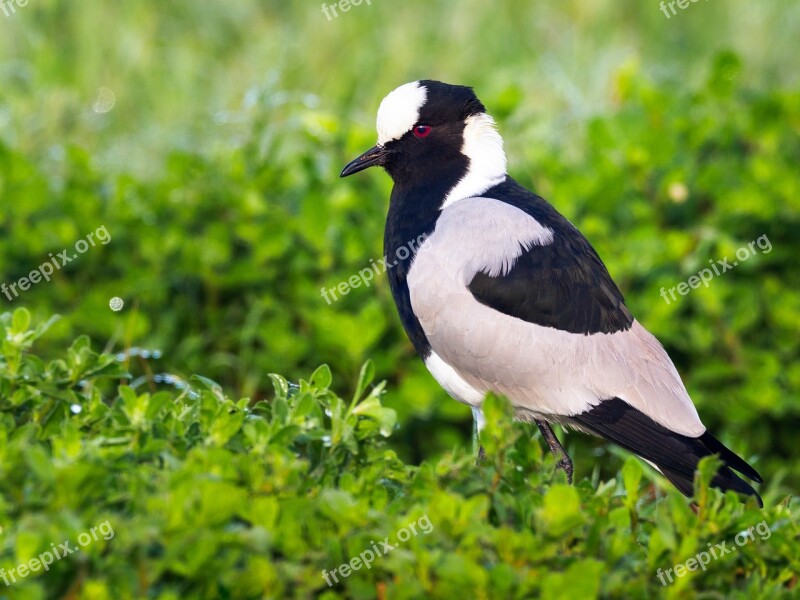 Blacksmith Plover Lapwing Bird Wildlife Nature