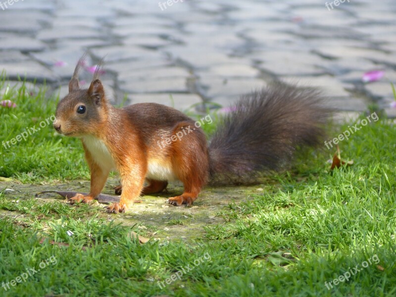 Squirrel Rodent Animal Garden Nature