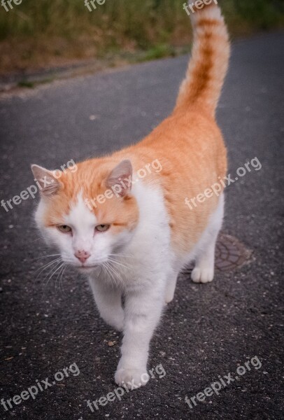 Cat Kitten Fur White Brown