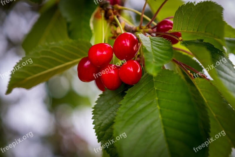 Cherries Cherry Tree Red Green Früchtchen