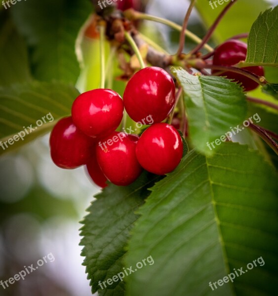 Cherries Cherry Tree Red Green Früchtchen