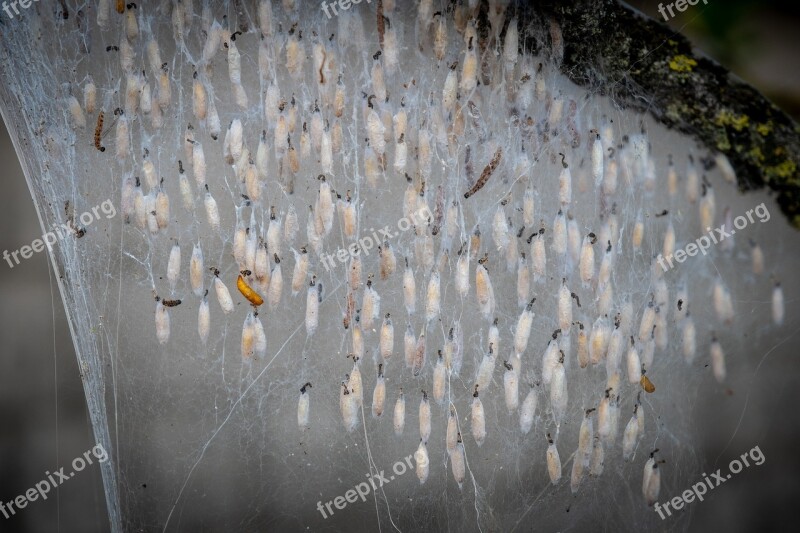 Bud Larvae Track Flying Web