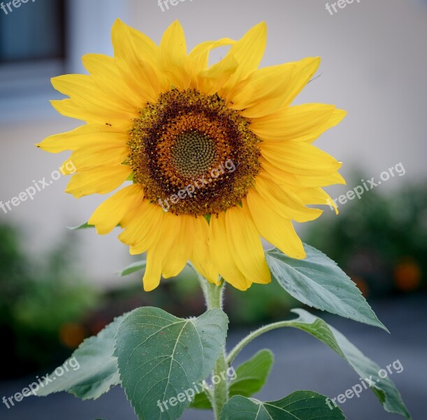 Sunflower Bloom Summer Spring Yellow