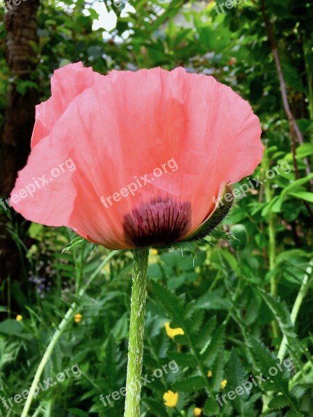 Plant Pink Red Flower Bud