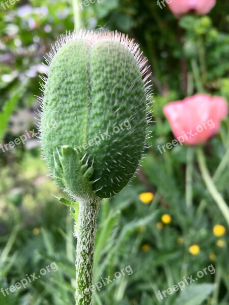 Bud Sprout Plant Flower Green