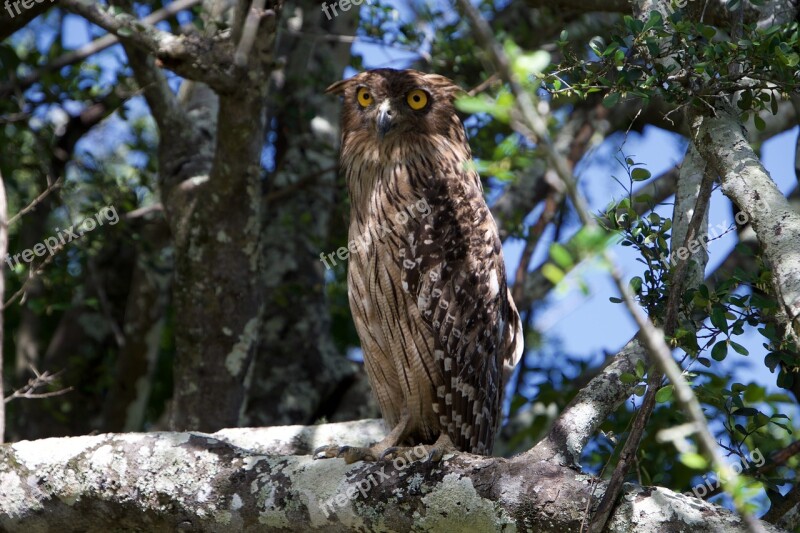 Owl Some Of The Specials Bird Of Prey Nature Owls