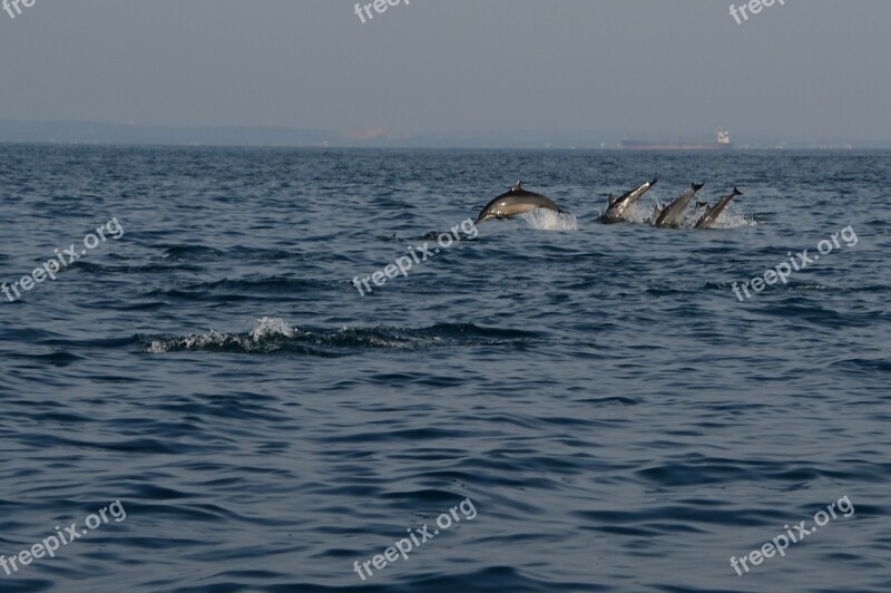 Dolphins Jump Sea Dolphin Water