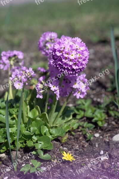 Primrose Drumstick Flower Purple Flower Blossom