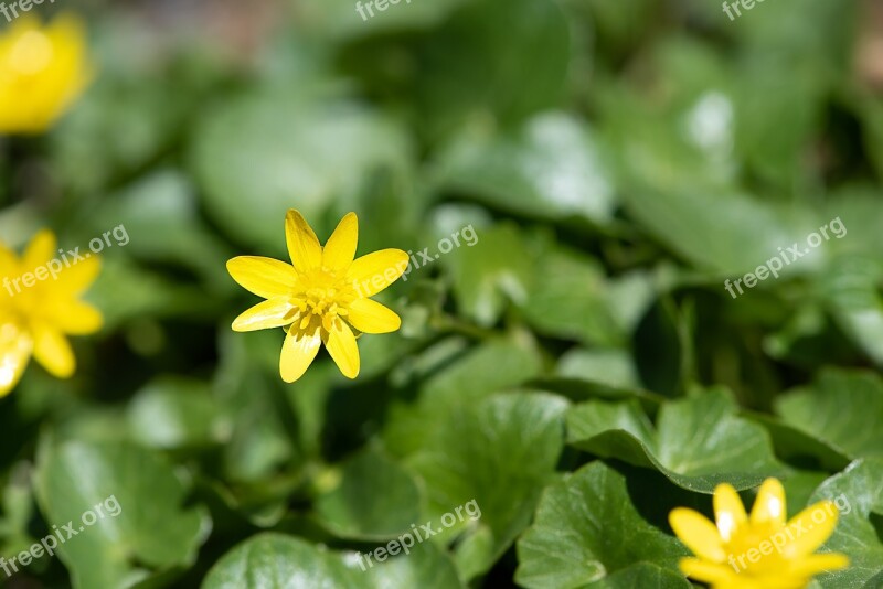 Celandine Flower Yellow Yellow Flower Flowers