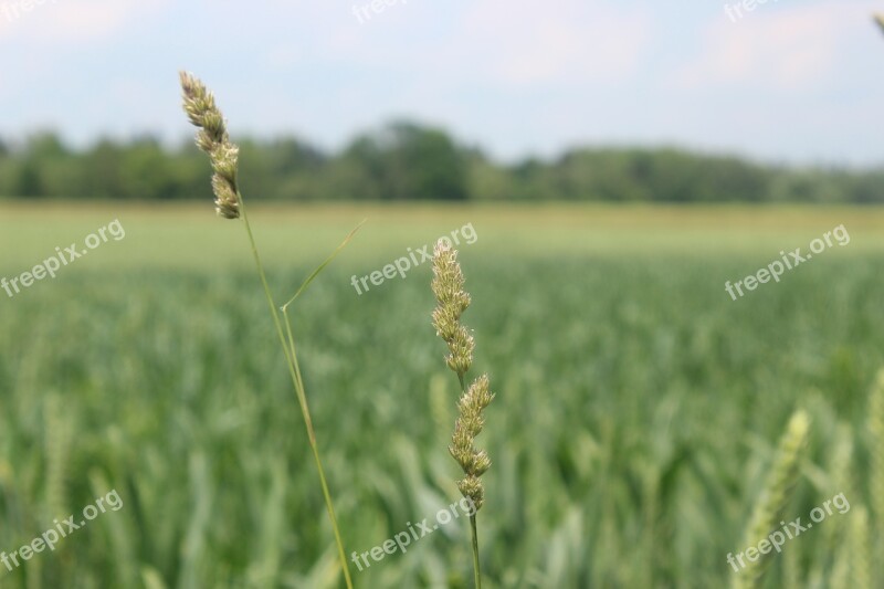 Grasses Fields Grain Fields Meadow Nature