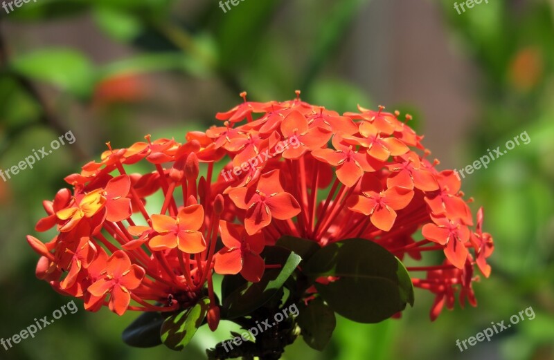 Blossom Bloom Red Red Flowers Ixora