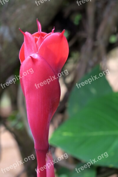 Frangipani Red Blossom Bloom Free Photos