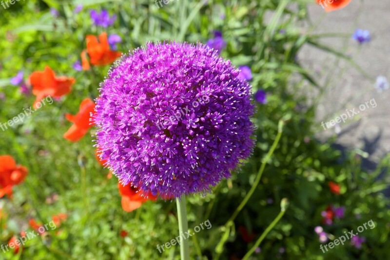 Blossom Bloom Purple Purple Flower Flower