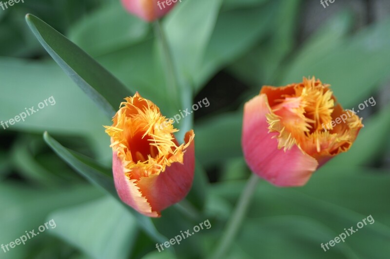 Flower Tulip Yellow Red Spring Free Photos