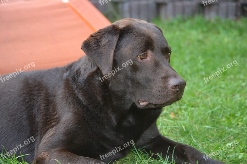 Labrador Brown Dog Free Photos