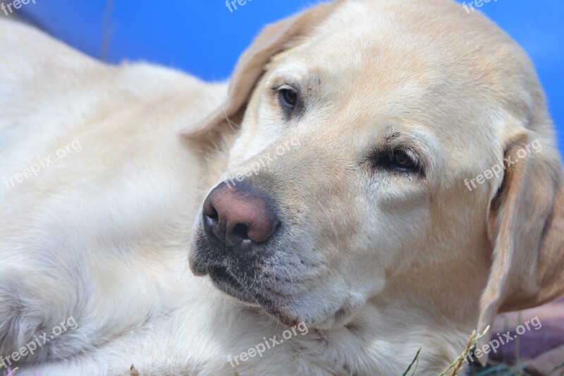 Labrador Chill Out Summer Blond Free Photos