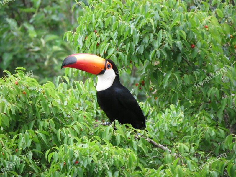 Mata Atlantica Tucano Cherry Vegetation Forest