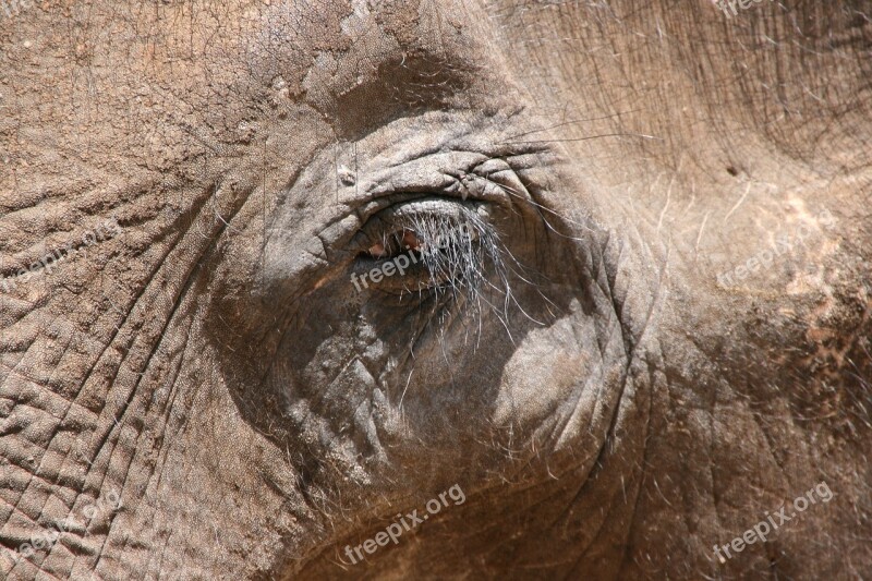 Elephant Eye Animal National Park Safari