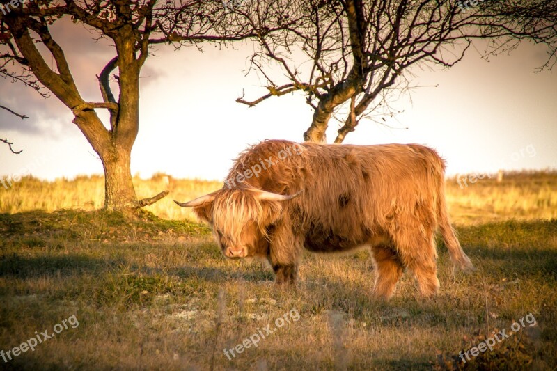 Animals Cow Agriculture Horns Beef