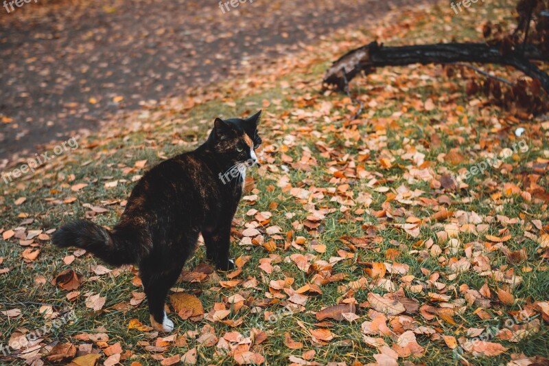 Autumn Leaves Cat Sheet Autumn Leaves