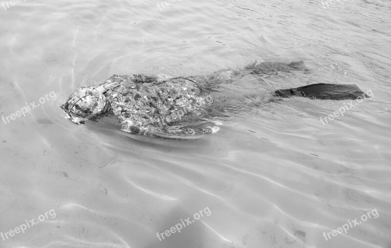 Diving Water Black And White Summer Vacation Relax