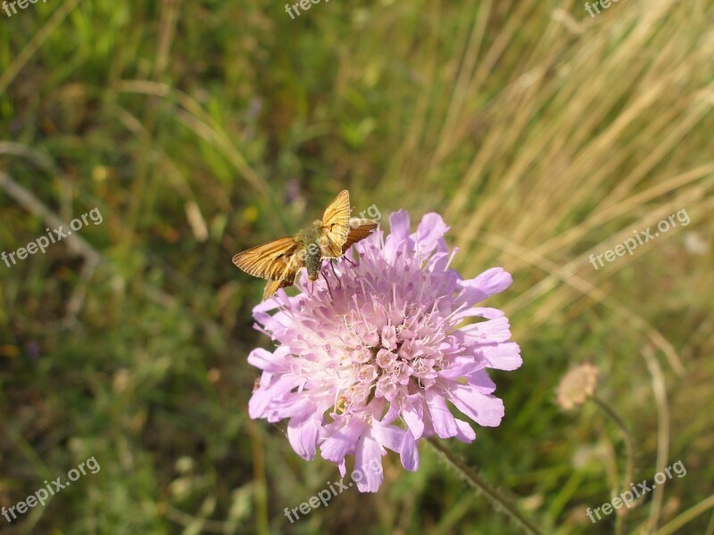 Butterfly Blossom Bloom Flower Summer