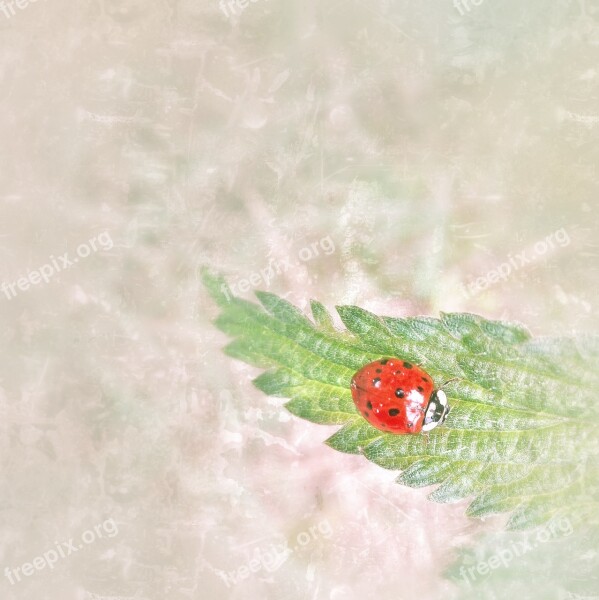 Ladybug Brennessel Small Simply Hell