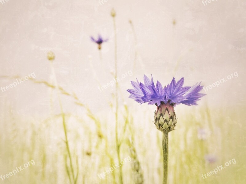 Cornflower Shallow Depth Of Field Muted Colors Flower Bloom