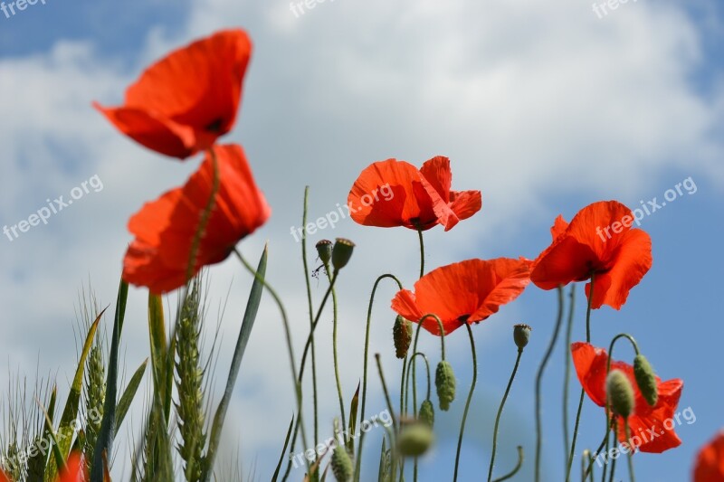 Wild Poppy Field Bloom Field Poppy Slovakia A Blossoming Flower