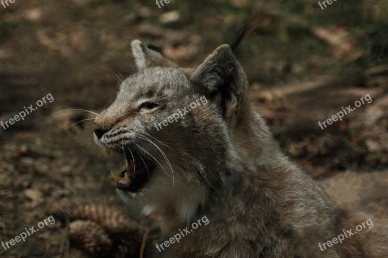 Lynx Wildlife Park Eat Wildcat Predator