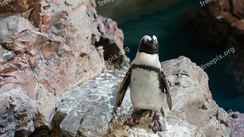 Penguin Playing Penguins Arctic Gentoo